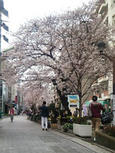 九品仏川緑道桜並木